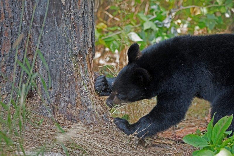 Braveheart's cub after ant pupae