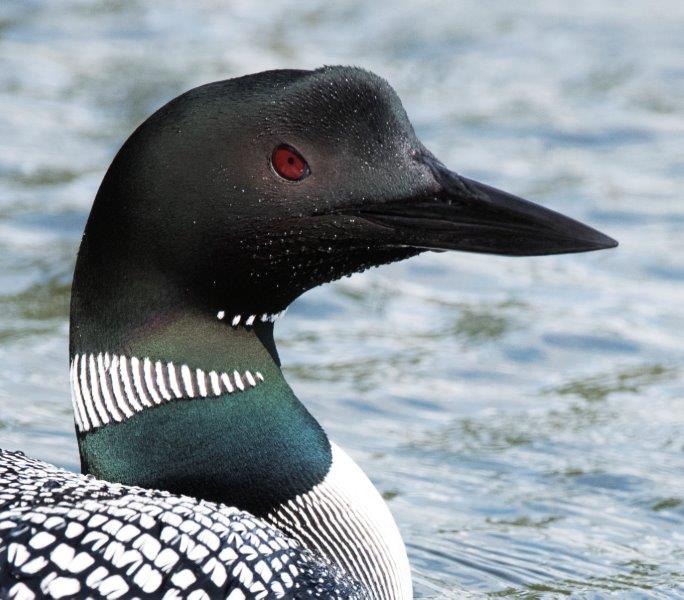Loon