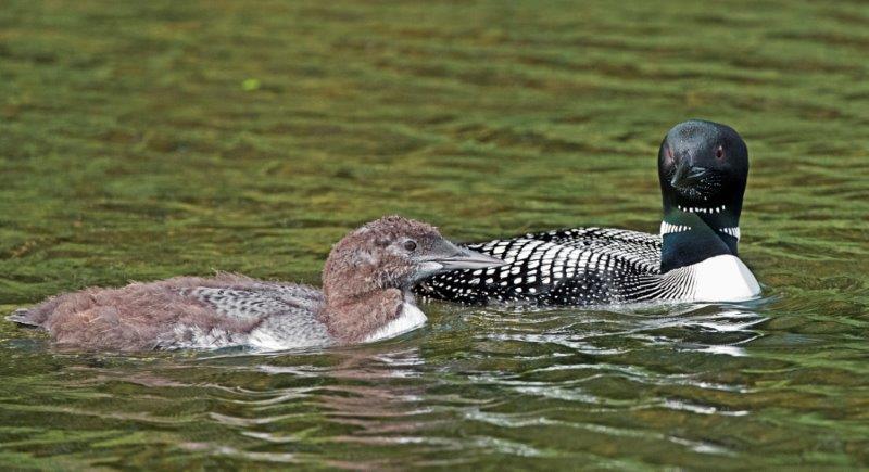 Loon and chick