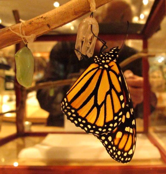 Monarch emerged