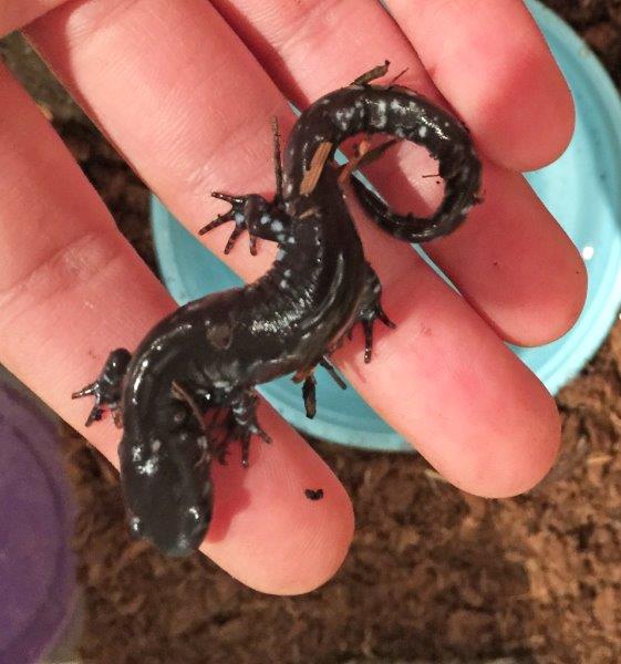Blue Spotted Salamander