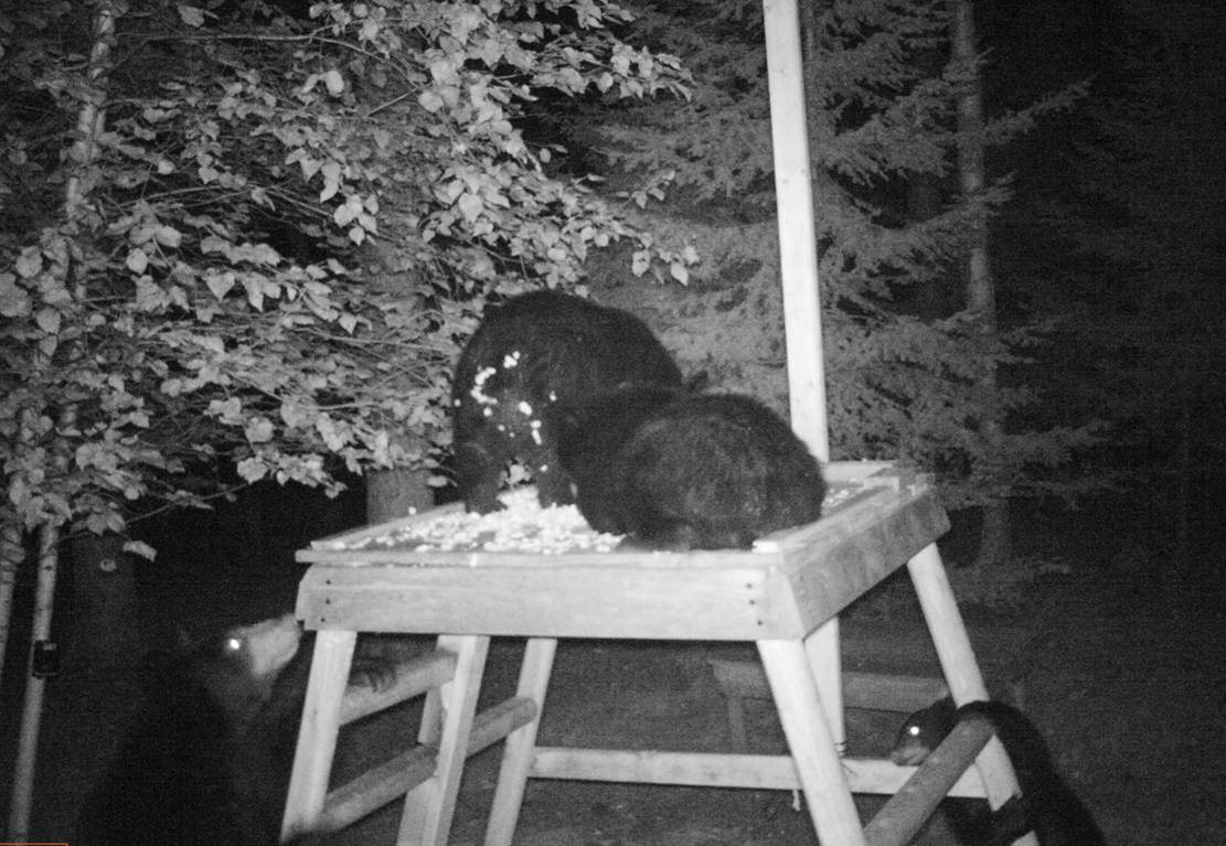 Lily and cubs on trail cam