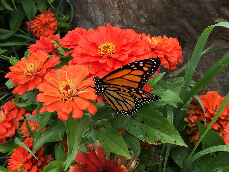 Monarch butterfly release