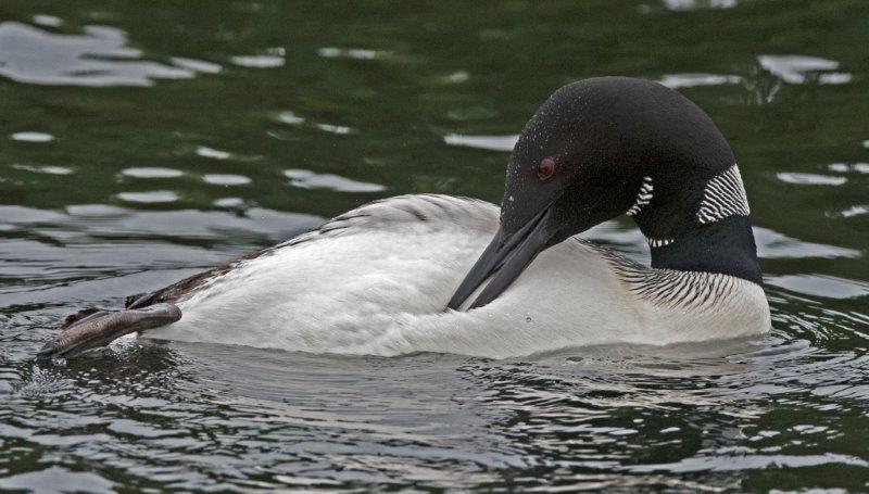 Adult female preening