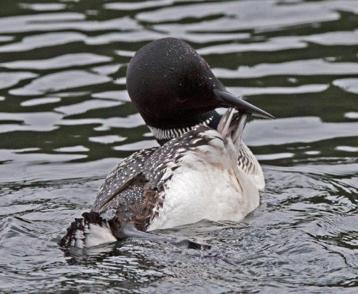 Loon preening
