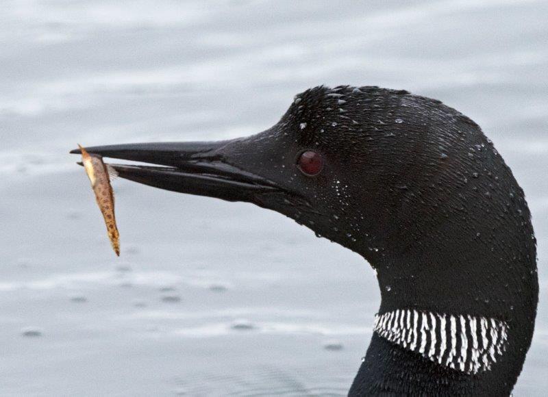 Loon with fish
