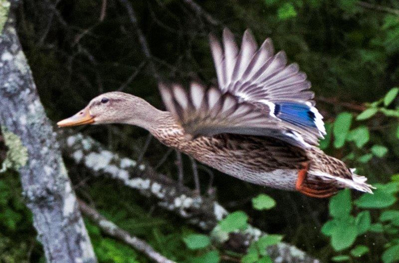Mallard flying