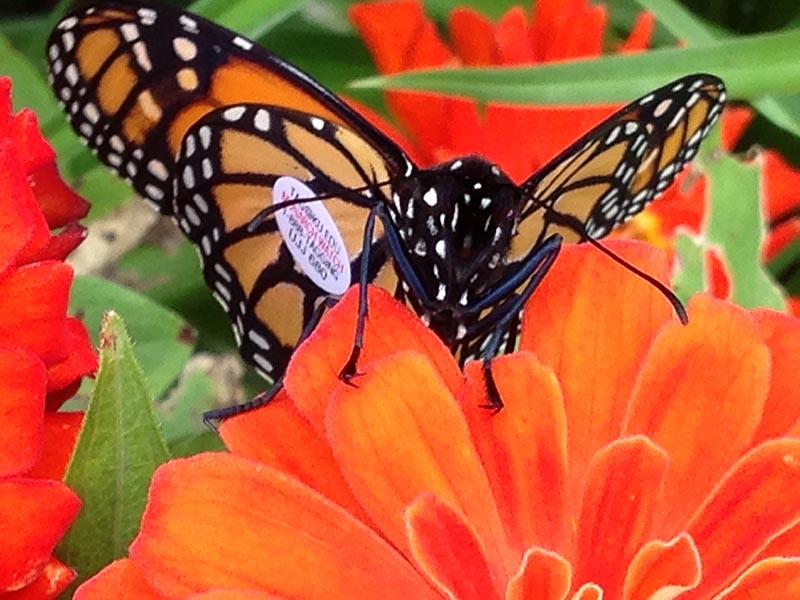 Tagged Monarch released