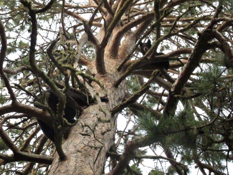 Mother and cubs up the tree