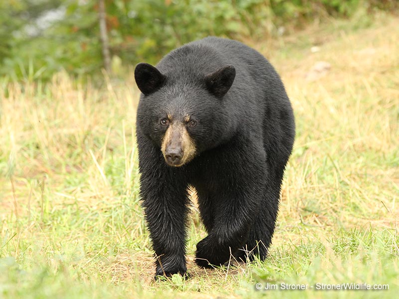 Lorie (Samantha's yearling)