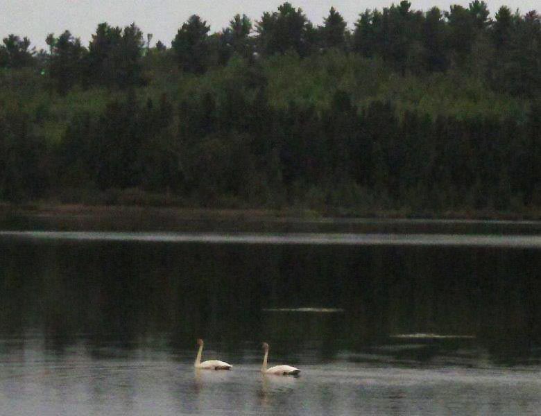 Trumpeter Swans