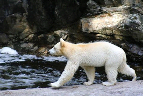Spirit bear with stripe of hair on back yet to be shed