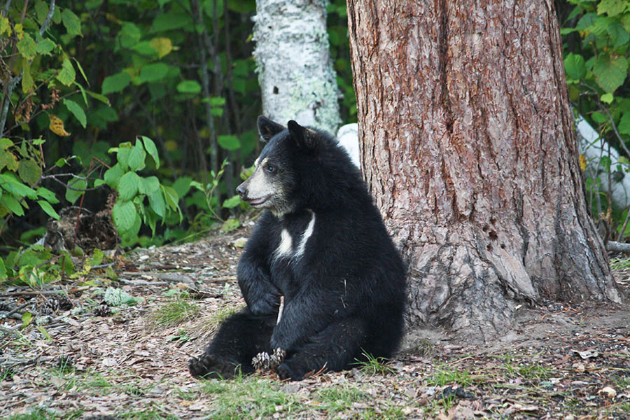 Donna's cub