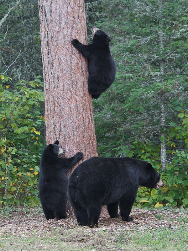 Donna and her cubs