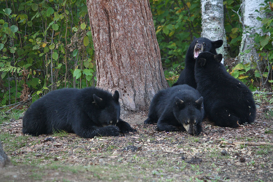 Donna and her cubs