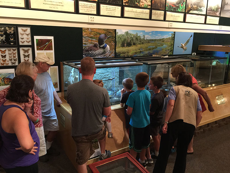 Frogs eating crickets