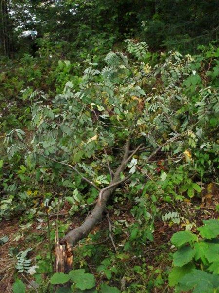 A bear pulled down a mountain ash tree