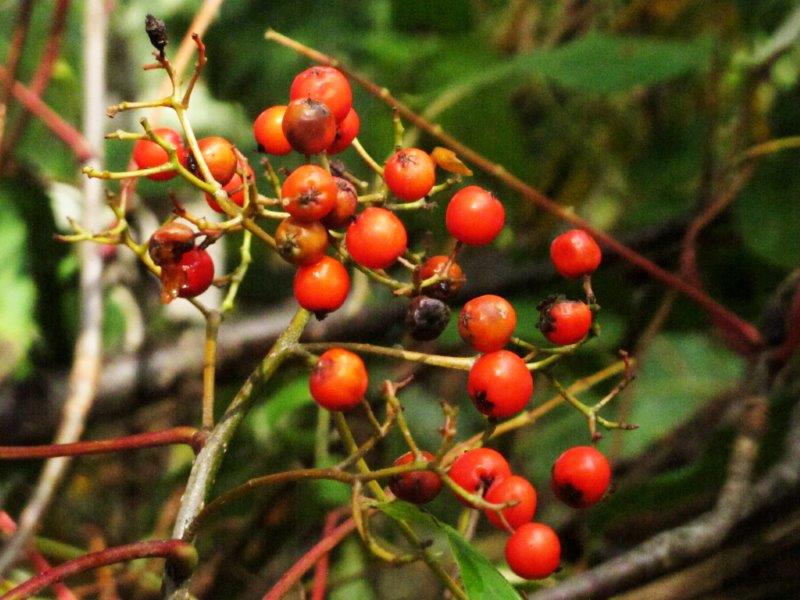 Berries on the Mountain Ash