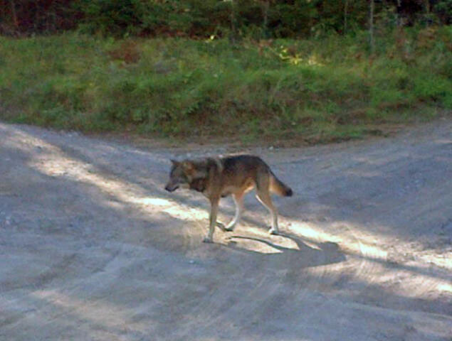 A wolf seen today by a trail-walker