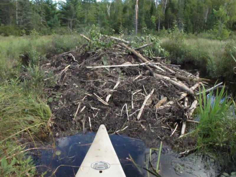 2nd beaver lodge