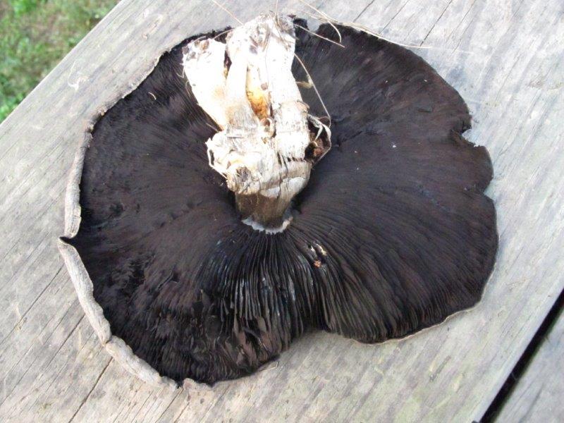 Mushroom underside
