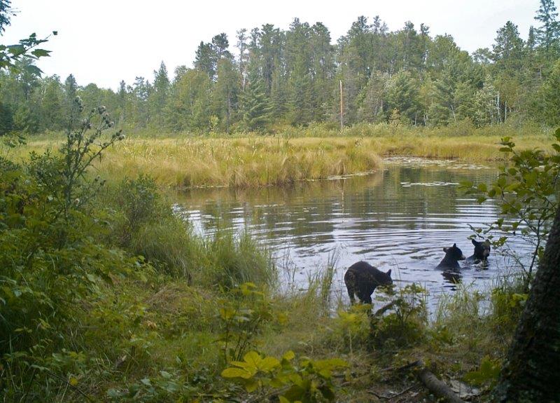 Donna's 3 cubs playing in water on trail cam - July 2015