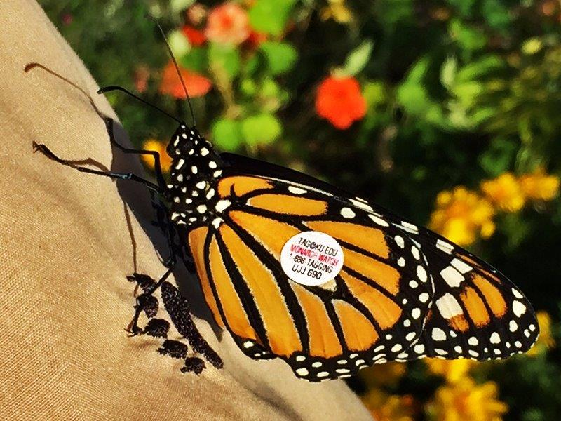 Monarch butterfly tagged for monitoring travels