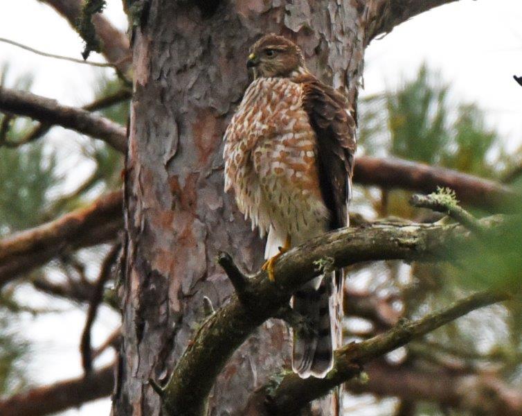 Sharp-shinned hawk