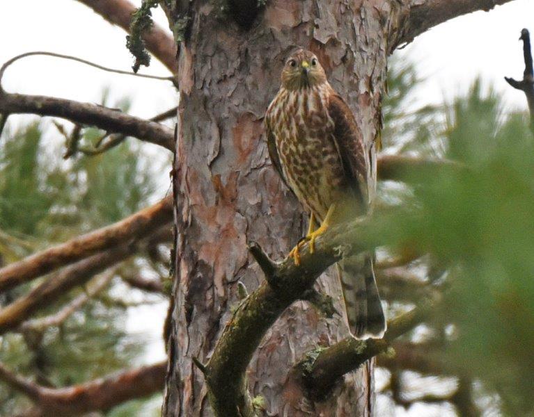 Sharp-shinned hawk