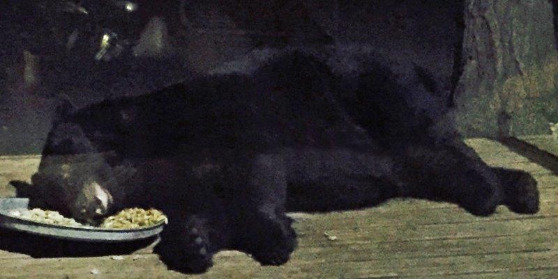 Lethargic bear