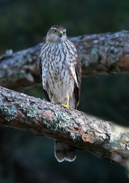 Sharp-shinned hawk juvenile