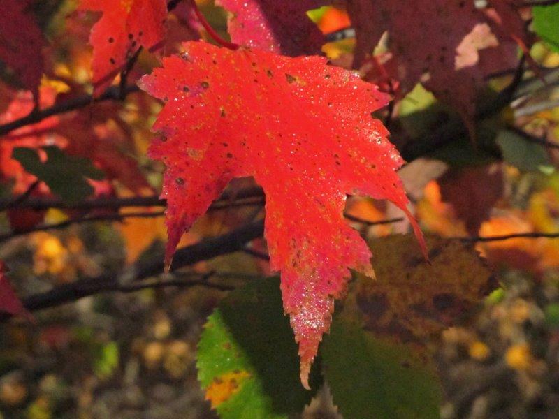 Red Maple Leaf