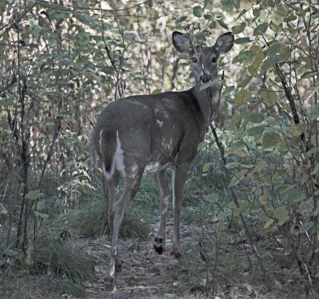Deer