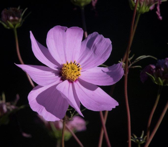 NABC Flower