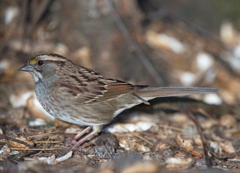 White-throated sparrow - Tan striped morph