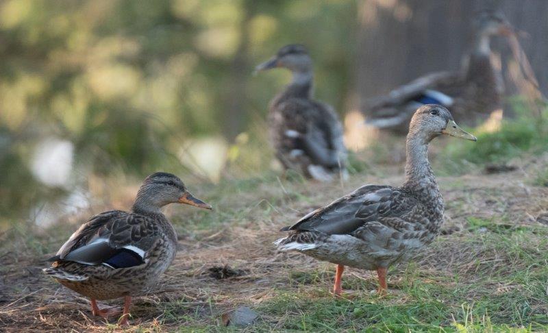 Mallard Pair