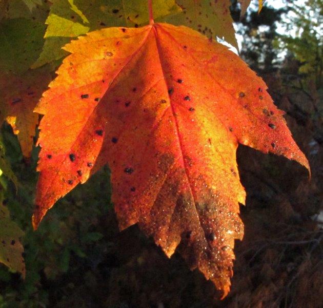 Red Maple Leaf