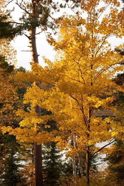 Red maple tree in yellow