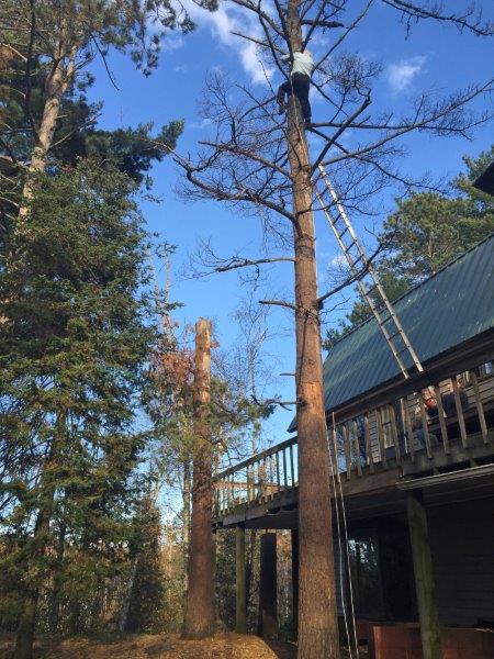 Dr. Rogers scaling tree