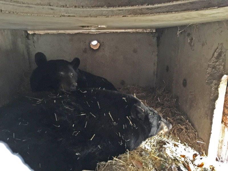 Holly and Lucky in their den