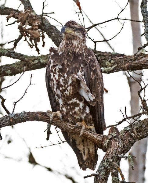 Juvenile eagle - 10/19/15