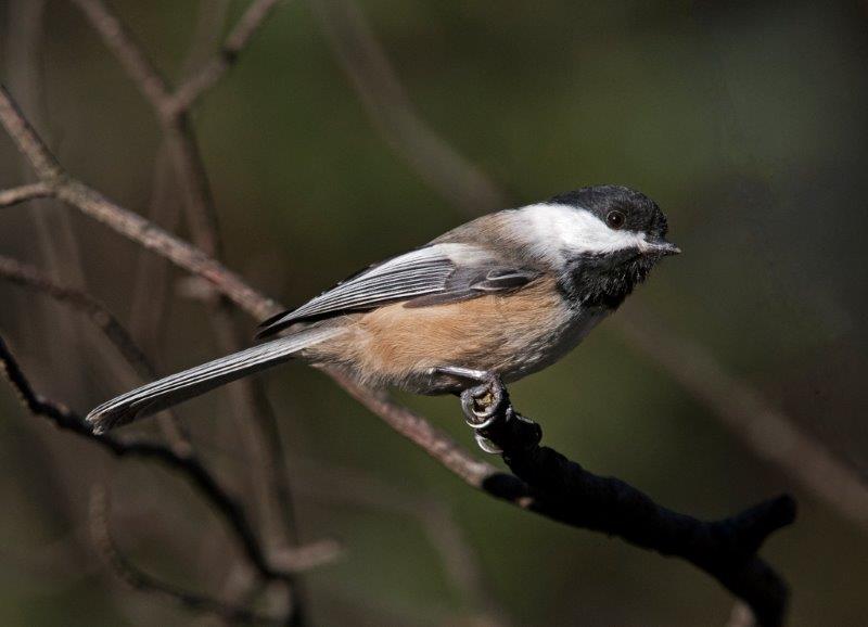 Chickadee