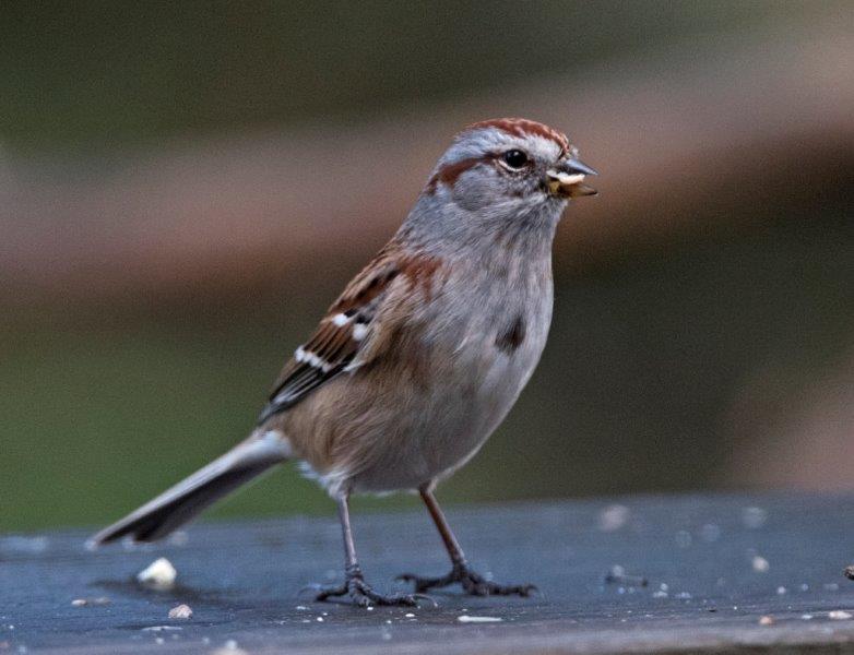 Tree Sparrow