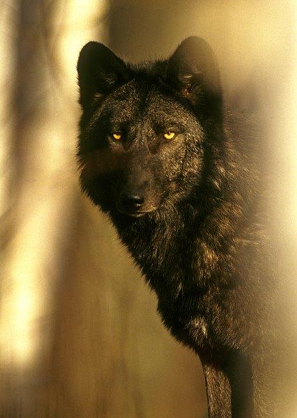 Black MacKensie in birches - WRI file photo