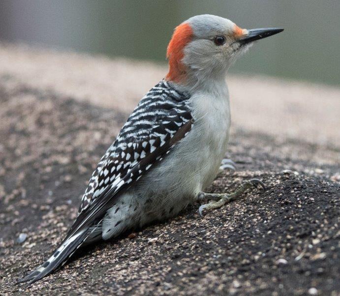 Red Bellied Woodpecker