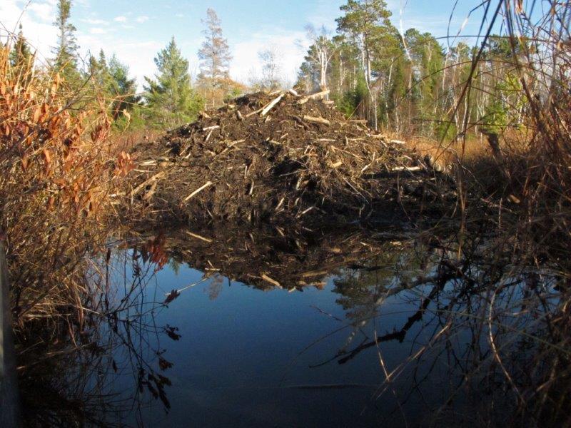 Beaver Lodge