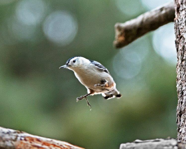 White-breasted nuthatch jumping