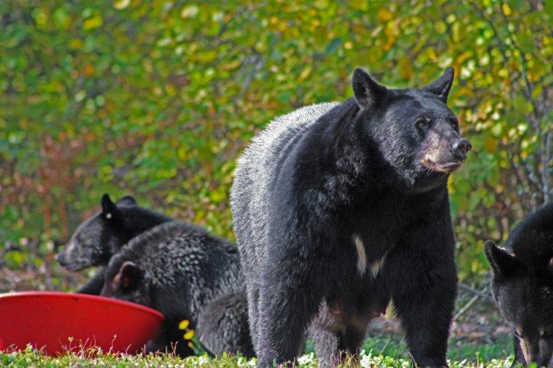 Braveheart and cubs on Sept. 26, 2015