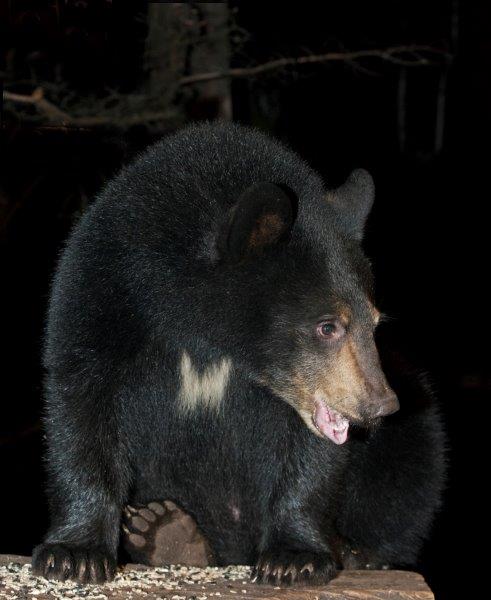 Geneva on Sept. 29, 2015