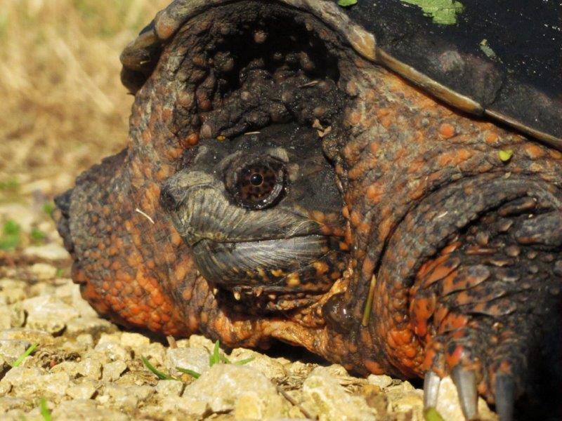 Snapping turtle